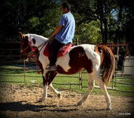 Jazzy – A Warrior Seeking Her Second Chance