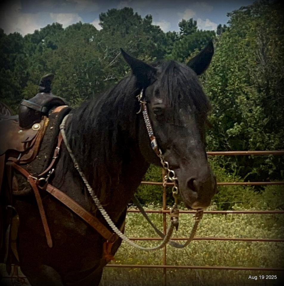 For Sale: Raven – 15-Year-Old Black Mare