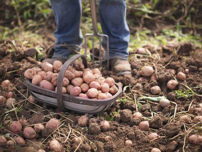 Growing Potatoes