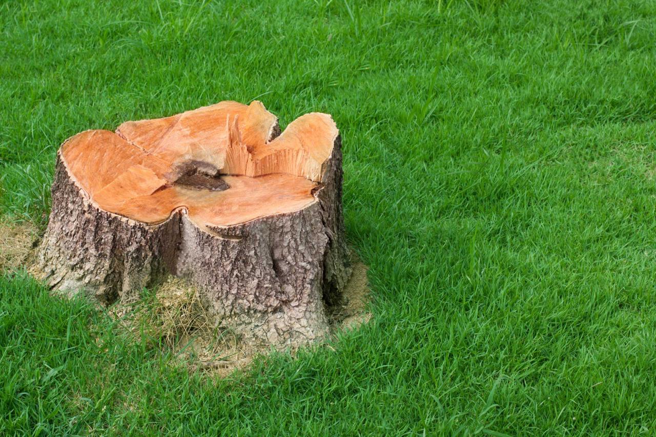 Stump Removal
