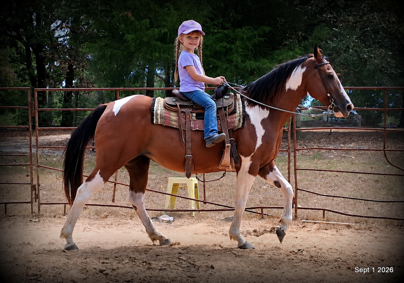 💛 🐴 Milly • Beginner Safe, Confident & Smooth Trail Mare💛