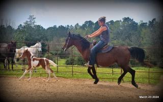 Clover and Willow