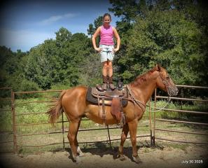 Smart Little Buzz AKA hawk