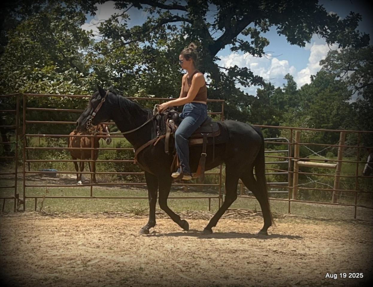 For Sale: Raven – 15-Year-Old Black Mare
