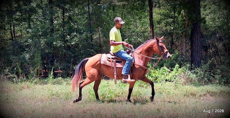 💚Sable • Beginner Safe & Family Safe Mare💚