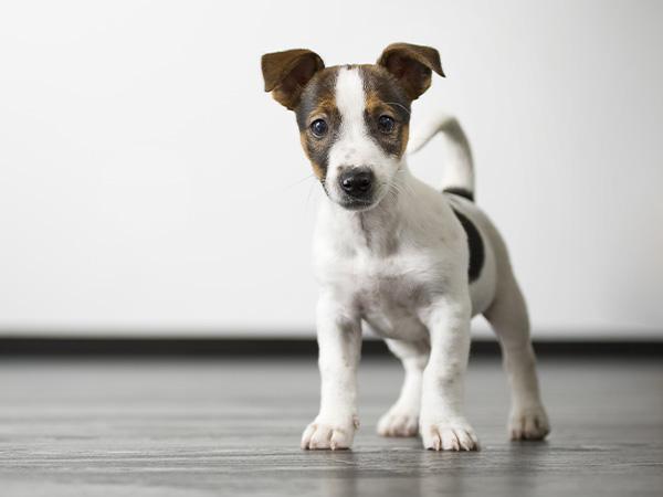 Pet Stain & Odor Removal