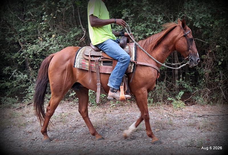 💛🐴 Scarlet • Ranch Experienced, Trail Ready & Ready to Ride💛