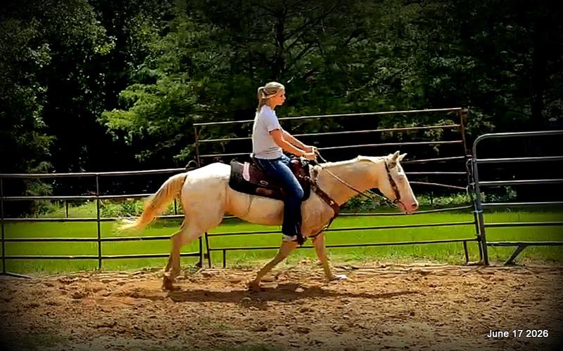 💚Prince💚Meet Prince: Your Dream Riding Partner! 👑