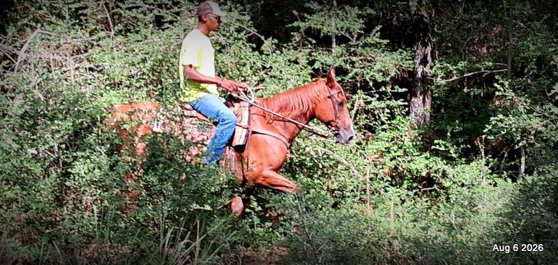 💛🐴 Scarlet • Ranch Experienced, Trail Ready & Ready to Ride💛