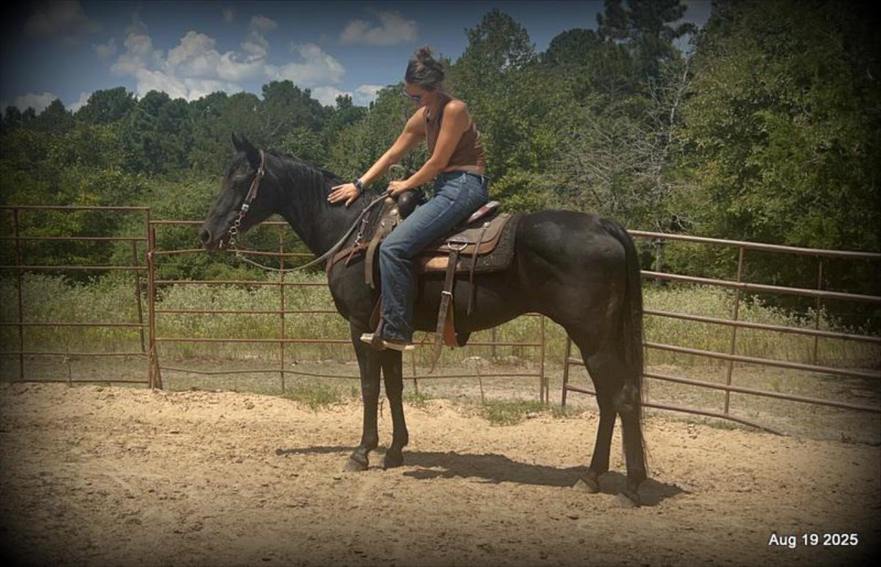 For Sale: Raven – 15-Year-Old Black Mare