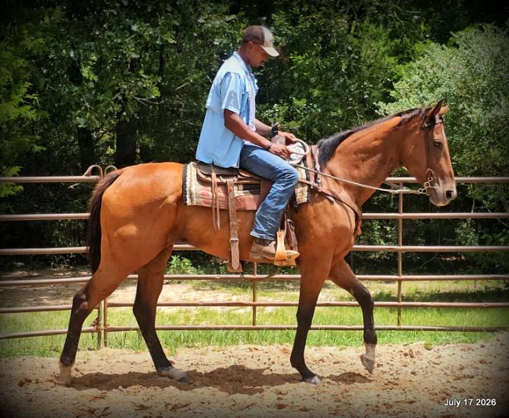 🧡 River 🐴 Quiet, Trail-Proven & Advanced Beginner Safe 🌲✨
