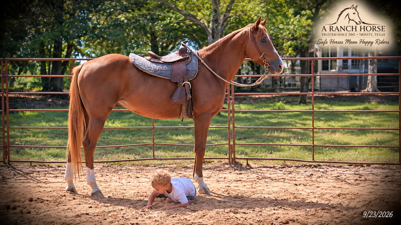 💚🐴 Blair • Kid Safe, Beginner Safe & Sweet Trail Mare💚
