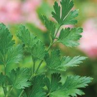 Parsley - Pasta Perfect™
