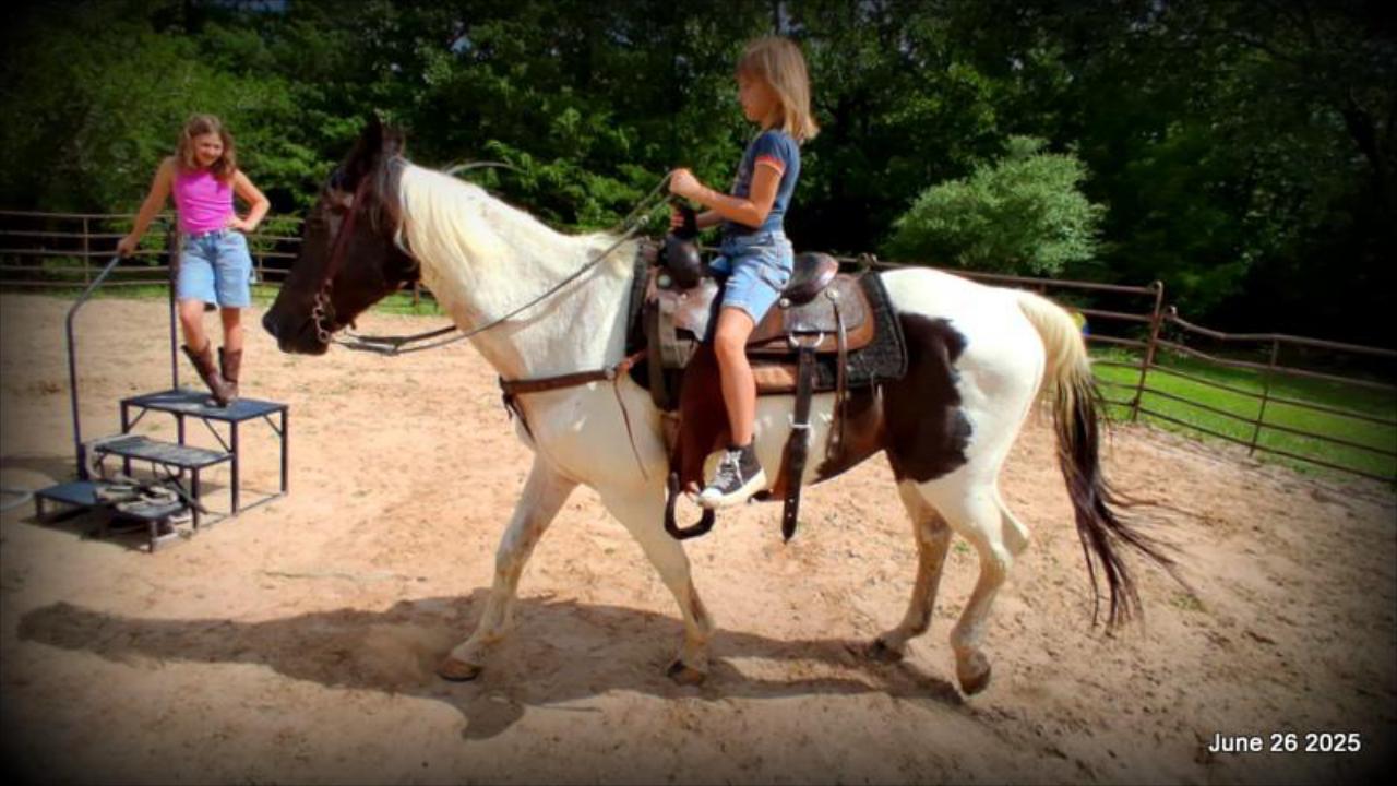 Meet Patrick – The Perfect Family Gelding!
