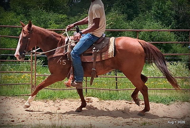 💛Scarlet💛