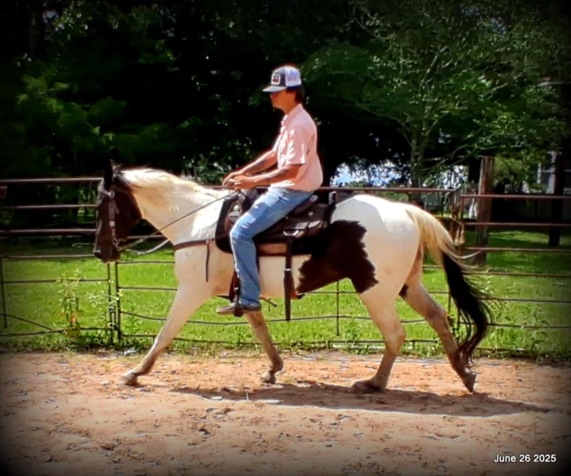 Meet Patrick – The Perfect Family Gelding!