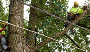 Power Line Clearance