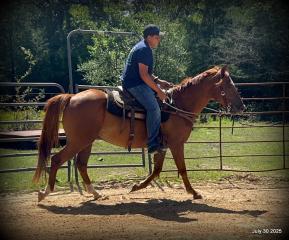 Smart Little Buzz AKA hawk