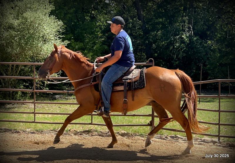 Smart Little Buzz AKA hawk