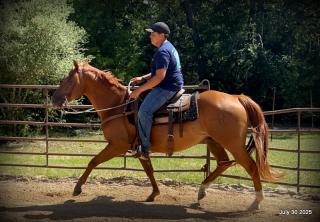 Smart Little Buzz AKA hawk
