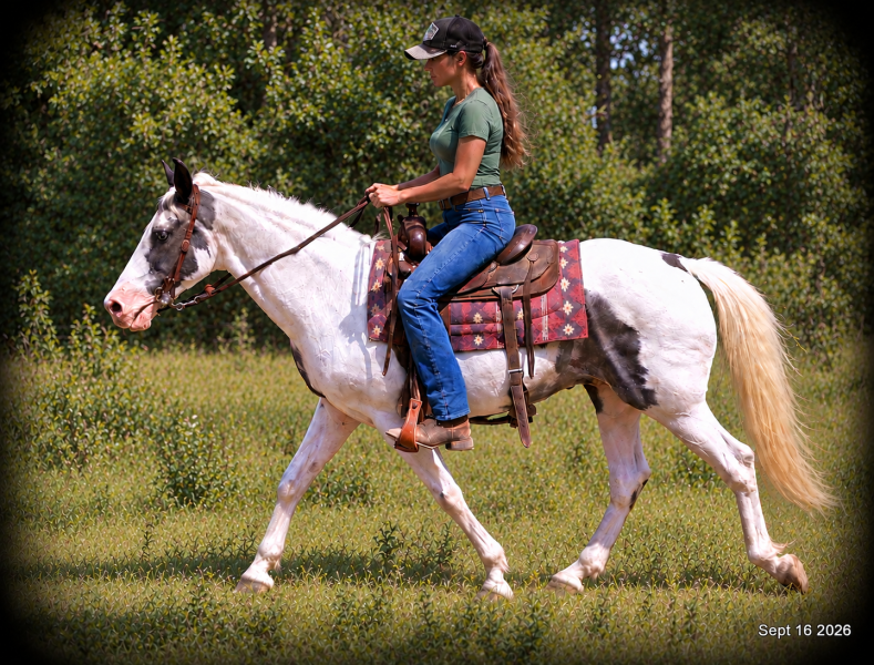 💛 Cosmo | Beginner-Safe Spotted Saddle Gelding