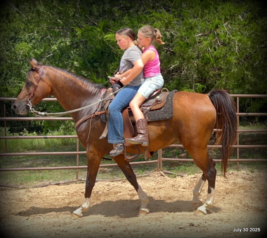 Cash- 11 Year Old Arabian Cross