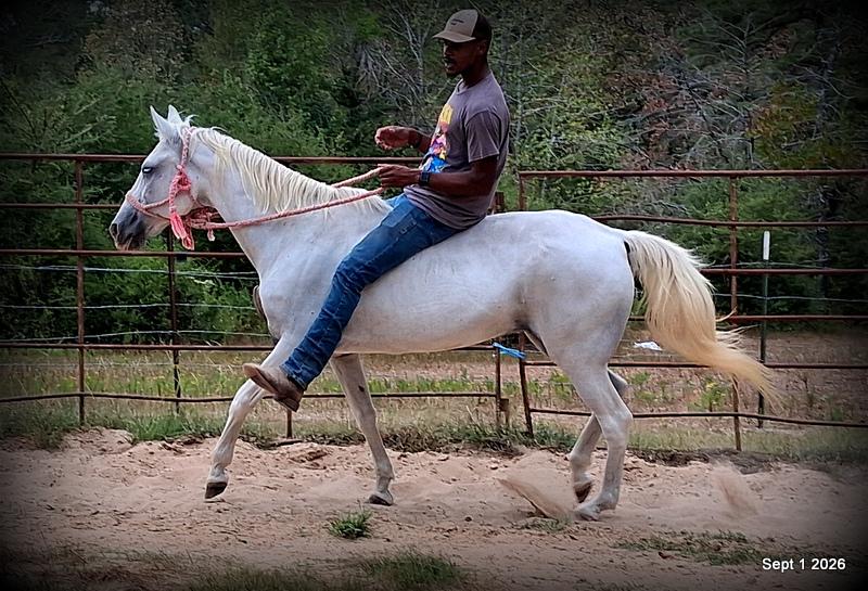 💛 🐴 Wisp • Beginner Safe, Smooth & Gentle Trail Mare 💛