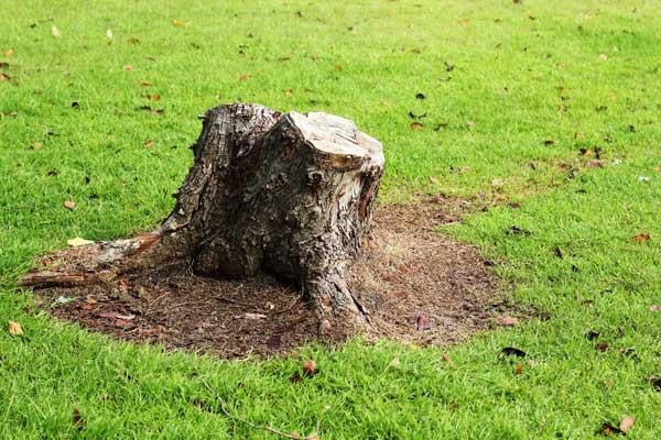 Stump Grinding & Removal