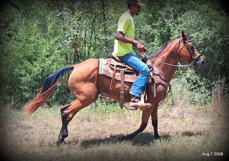 💚Sable • Beginner Safe & Family Safe Mare💚