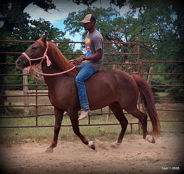 💚🐴 Cricket • Kid Safe & Beginner Safe Family Mare💚