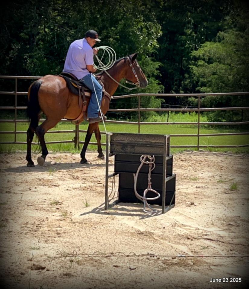 Sammy – A Comeback Story with a Heart of Gold
