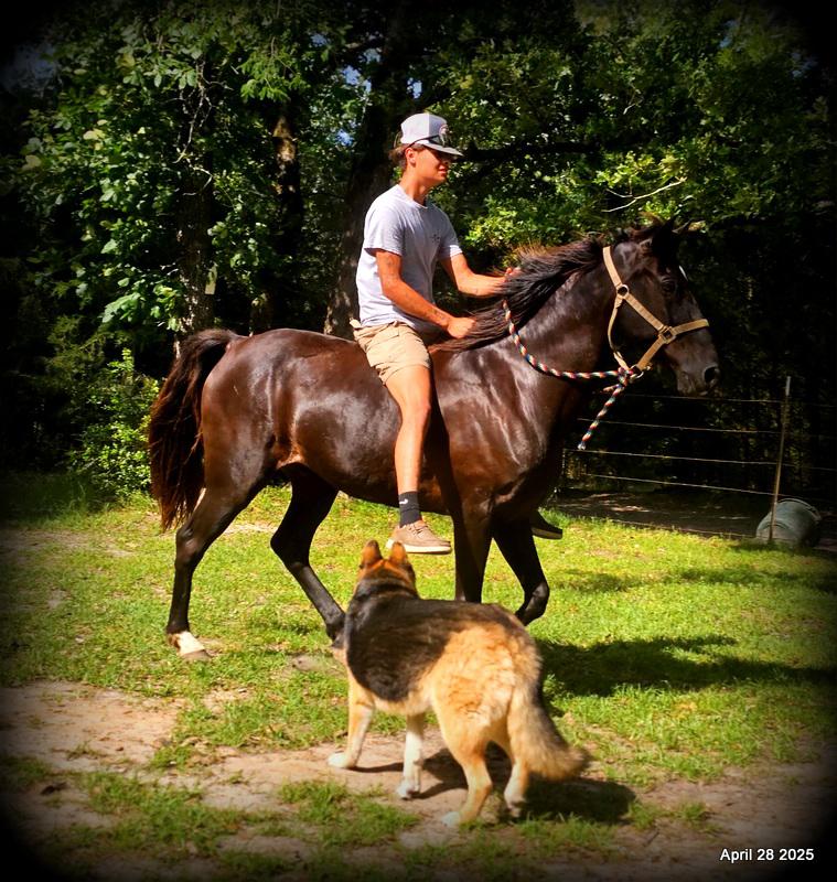Midnight ***Gentle, Gaited Trail Gelding