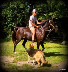 Midnight ***Gentle, Gaited Trail Gelding