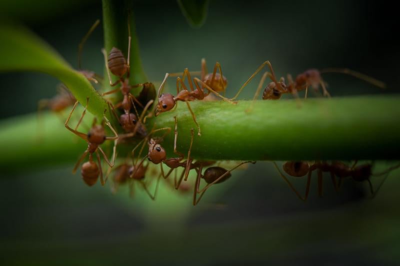 LAWN INSECT CONTROL