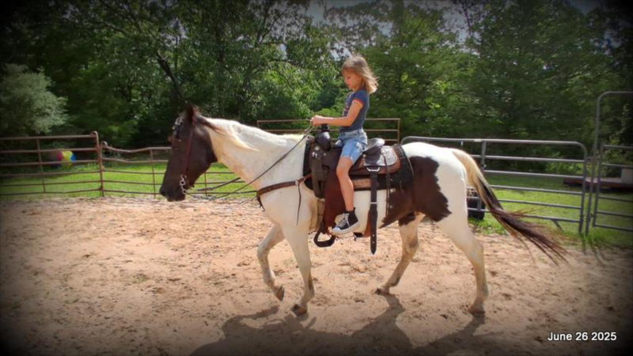 Meet Patrick – The Perfect Family Gelding!