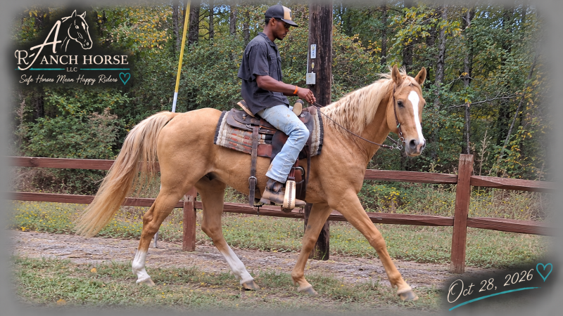 💚 DUKE 💚 KID SAFE & BEGINNER SAFE! 💚 BEAUTIFUL PALOMINO WITH A HEART OF GOLD! 🐴