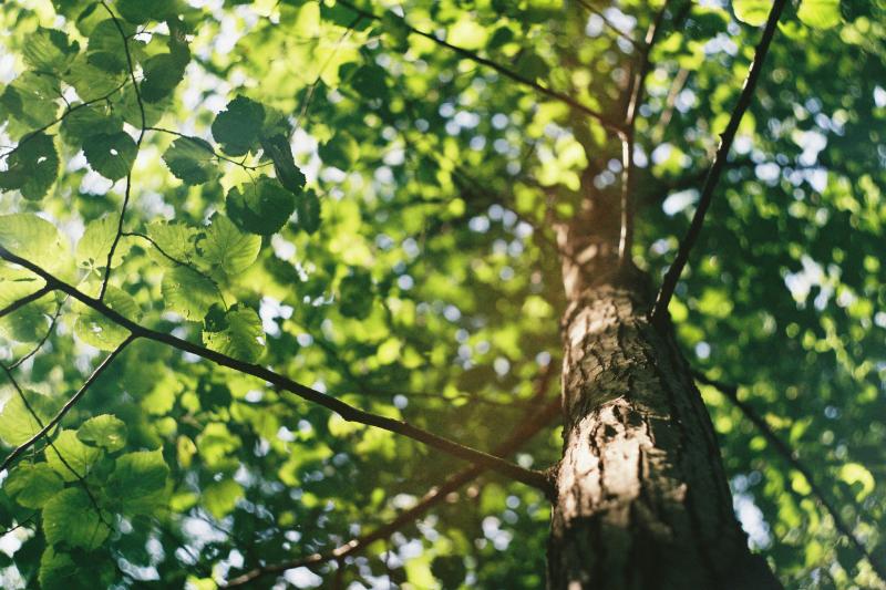 TREE TRIMMING &amp; PRUNING