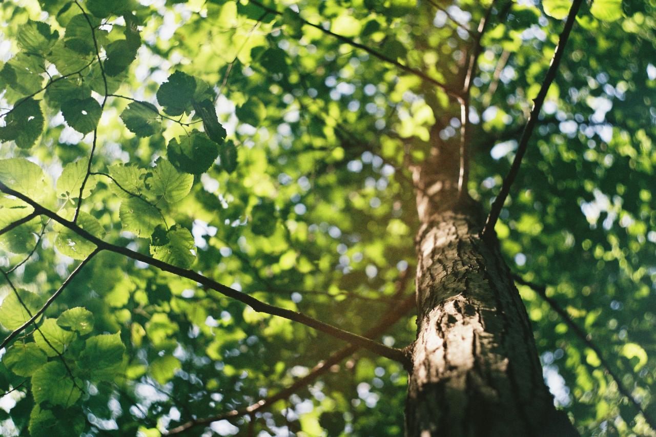 TREE TRIMMING & PRUNING