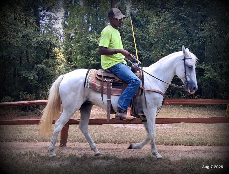 💚Wisp • Beginner Safe, Smooth & Dependable Trail Mare💚
