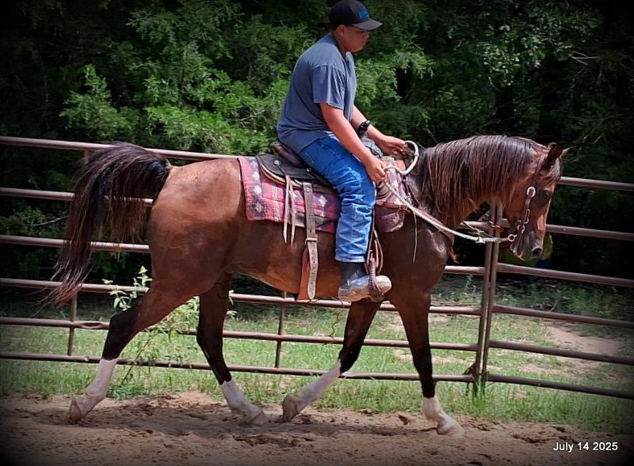 Cash- 11 Year Old Arabian Cross