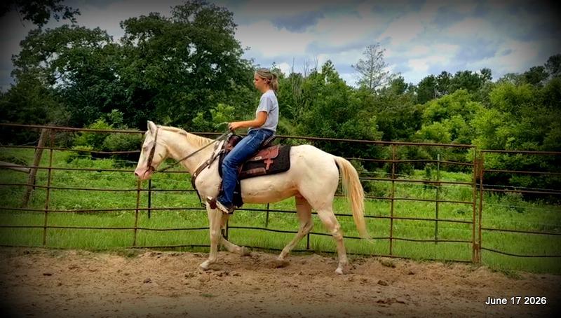 💚Prince💚Meet Prince: Your Dream Riding Partner! 👑