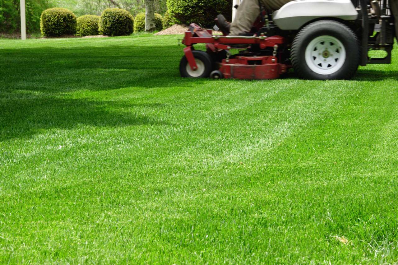 Lawn Maintenance