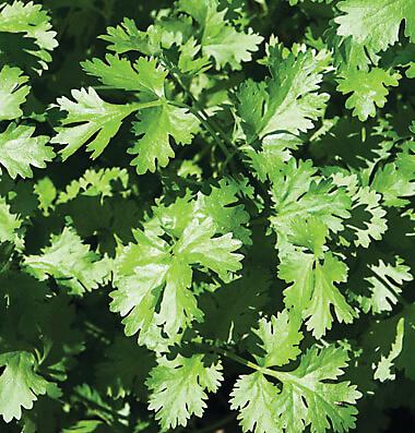 Cilantro - Simply Salsa™