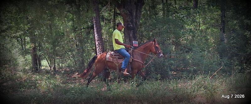 💚Sable • Beginner Safe & Family Safe Mare💚