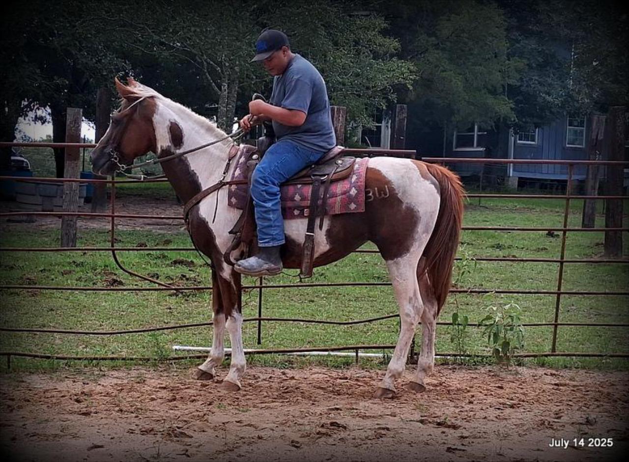 Jazzy – Beautiful Paint Mare with a Heart of Gold