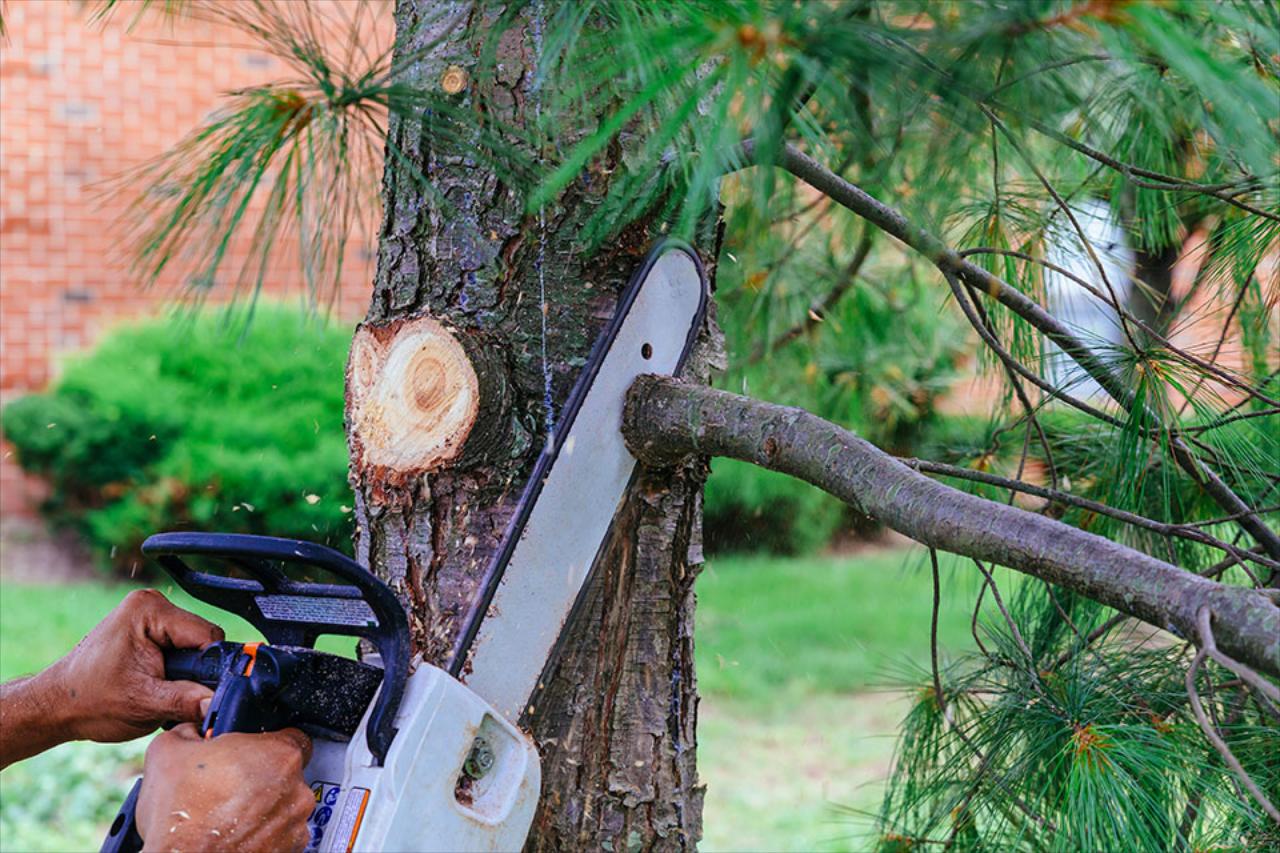 Tree &amp; Bush Trimming &amp; Small Tree Removal