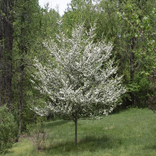 May - Week 3 - Crataegus viridis 'Winter King'