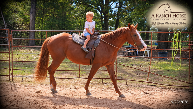 💚Brandy | Our #1 Kid-Safe Horse 💚