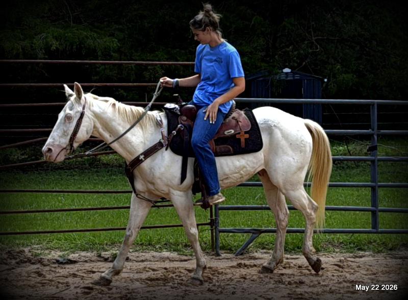 💚Prince💚Meet Prince: Your Dream Riding Partner! 👑