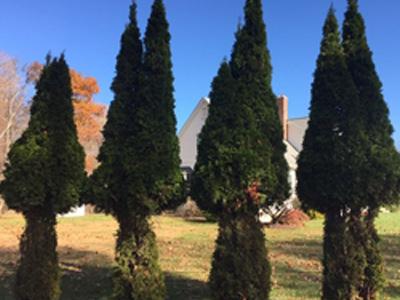Deer are feeding off your trees